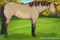 Horse Color:Bay Dun