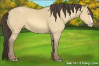 Horse Color:Amber Cream Champagne Dun 