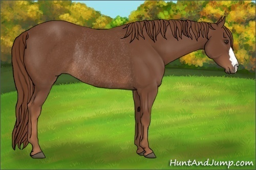 Horse Color:Chestnut Rabicano 