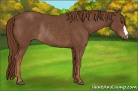 Horse Color:Chestnut Rabicano 