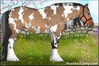 Horse Color:White Spotted Bay Dun 