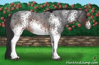 Horse Color:White Spotted Brown Roan 