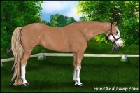 Horse Color:Chestnut Sabino 