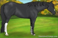 Horse Color:Black Frame 