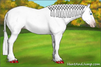 Horse Color:Gray Silver Amber Cream Champagne Roan Dun Splash Tobiano Frame Appaloosa Rabicano 