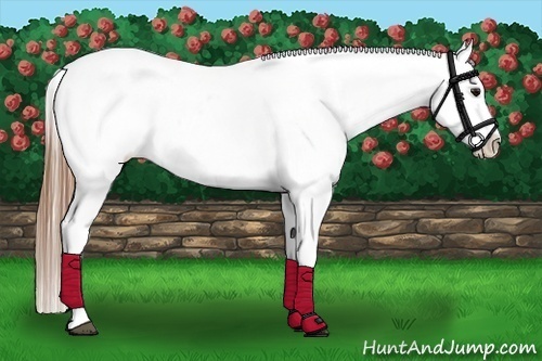 Horse Color:Buckskin Varnish 