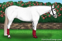 Horse Color:Buckskin Varnish 
