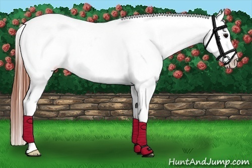 Horse Color:Brown Appaloosa