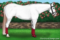 Horse Color:Brown Appaloosa 