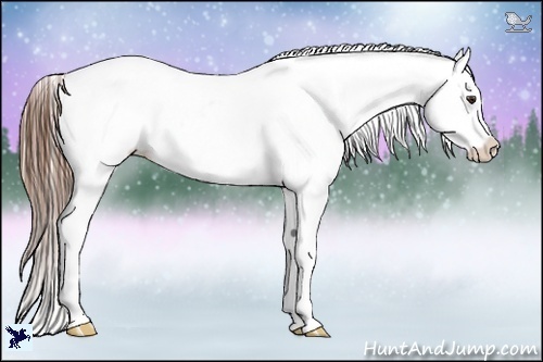 Horse Color:Chestnut Frame Appaloosa 