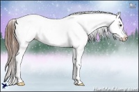 Horse Color:Chestnut Frame Appaloosa 