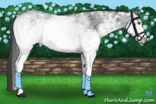 Horse Color:White Spotted Smoky Black Ice Sabino 