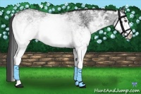 Horse Color:White Spotted Smoky Black Ice Sabino