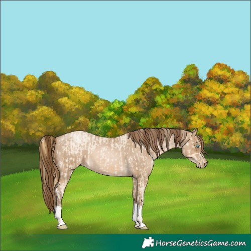 Horse Color:Buckskin Roan Pearl and Gray Buckskin Roan Pearl