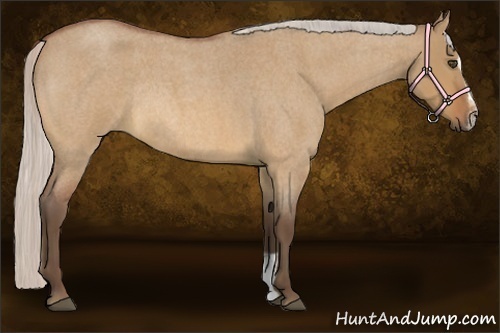 Horse Color:Silver Bay Roan Dun Sabino Rabicano 