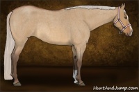 Horse Color:Silver Bay Roan Dun Sabino Rabicano 