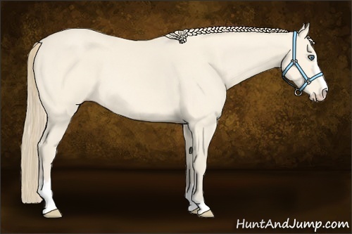 Horse Color:Perlino Sabino 