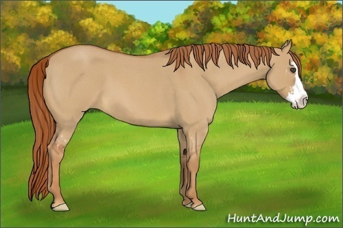 Horse Color:Unknown 