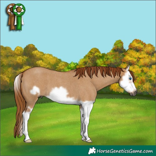 Horse Color:Gray Red Dun Roan Splash Frame 