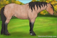 Horse Color:Bay Roan 