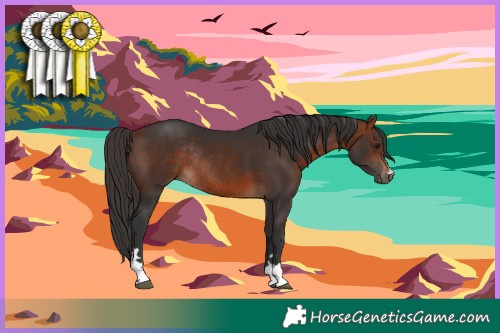 Horse Color:Bay Rabicano 