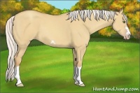 Horse Color:Silver Classic Champagne Dun Splash Frame 
