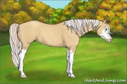 Horse Color:Silver Classic Champagne Dun Splash Frame 