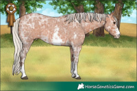 Horse Color:Silver Bay Ice Roan Sabino 