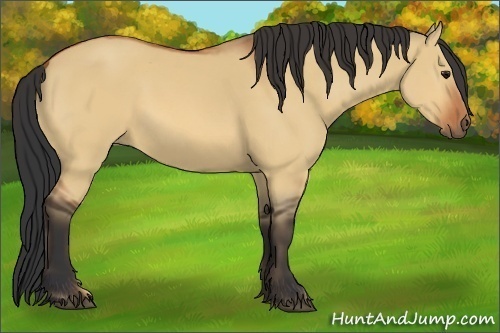Horse Color:Bay Dun 