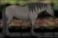 Horse Color:Grullo 