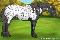 Horse Color:Smoky Black Appaloosa 
