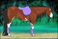 Horse Color:Bay Sabino