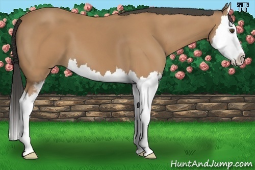 Horse Color:Buckskin Sabino Splash 