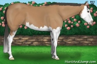 Horse Color:Buckskin Sabino Splash 
