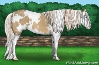 Horse Color:White Spotted Palomino Splash