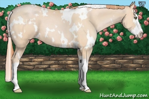 Horse Color:White Spotted Buckskin Pearl Splash 