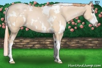 Horse Color:White Spotted Buckskin Pearl Splash 