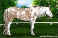 Horse Color:Black Pearl Sabino 