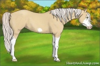Horse Color:Silver Classic Champagne Dun Splash Frame