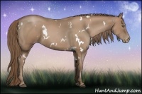 Horse Color:White Spotted Black Pearl Frame