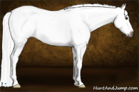 Horse Color:Gray White Spotted Brown Frame Appaloosa