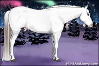Horse Color:White Spotted Blue Roan Splash Appaloosa