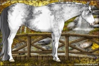 Horse Color:White Spotted Black Rabicano 