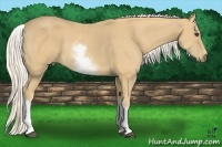 Horse Color:White Spotted Palomino Tobiano 