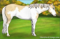 Horse Color:Silver Classic Champagne Dun Splash Frame 