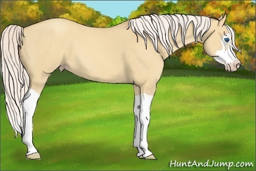 Horse Color:Silver Classic Champagne Dun Splash Frame 