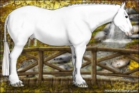 Horse Color:Silver Brown Splash Varnish