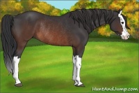 Horse Color:Brown Splash Rabicano 