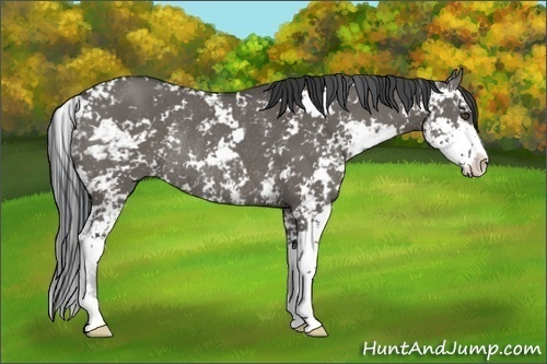 Horse Color:Grullo Sabino Rabicano