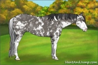 Horse Color:Grullo Sabino Rabicano